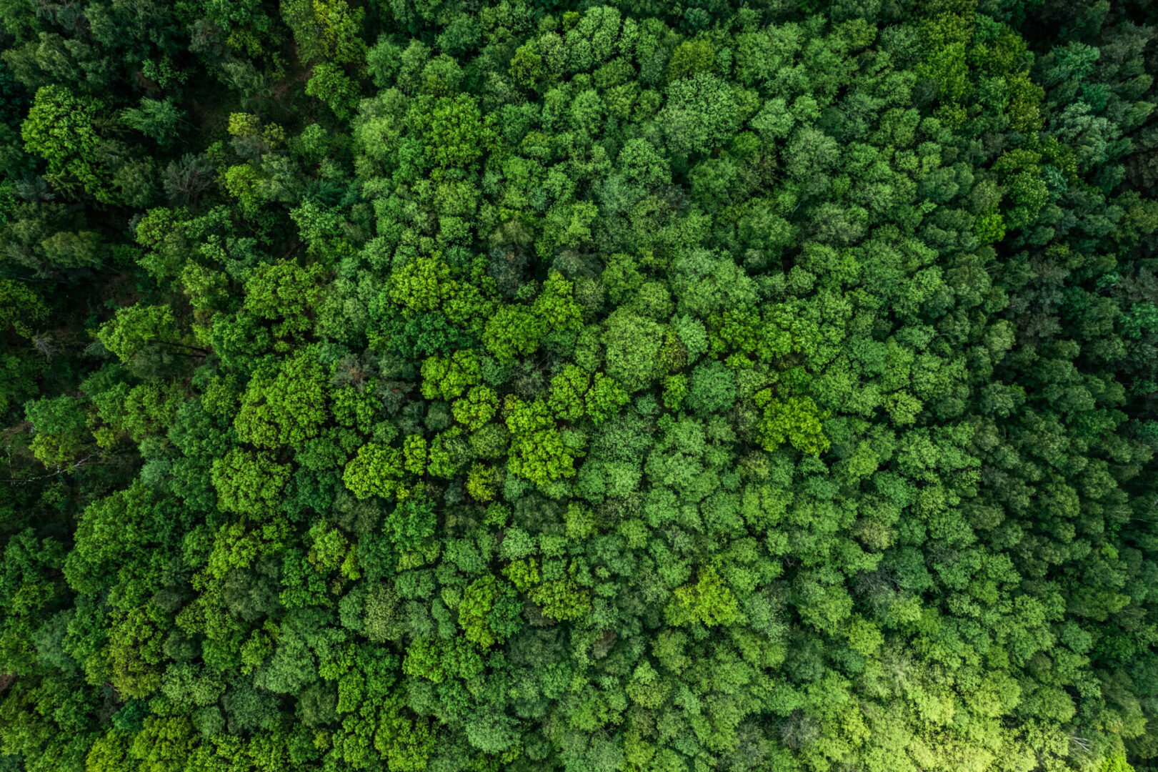 Aerial view of dense green forest canopy.